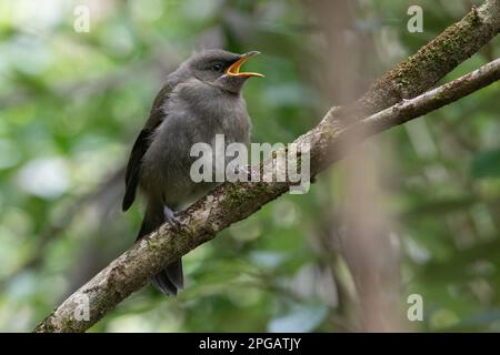 Un giovane bellbird neozelandese (Anthornis melanura), il pulcino arroccato su un ramo e pregando di cibo e vocalizzando in Aotearoa Nuova Zelanda. Foto Stock