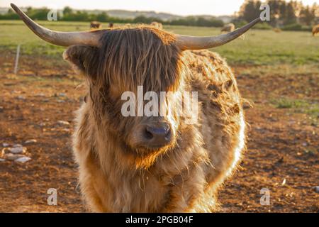 toro scozzese in un campo erboso.Highland breed.Scottish Red bull nel pascolo.Shaggy bull mucca in paddock su cielo blu background.Farming e mucca Foto Stock