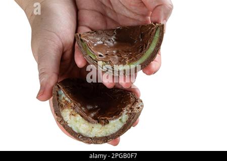 Pasticciere con due metà di uova di Pasqua al cioccolato farcite con brigadeiro bianco e brigadeiro con pistacchi. Foto Stock