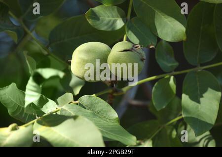 Noci mature in bucce che crescono su alberi all'aperto, vista primo piano Foto Stock