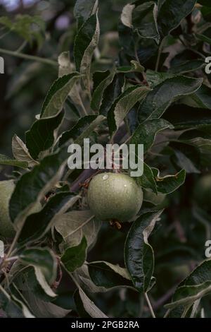 Un albero pieno di mele paradiso in giardino. La mano di un uomo raccoglie le mele del paradiso. Gli agricoltori hanno le mani con mele appena raccolte Foto Stock