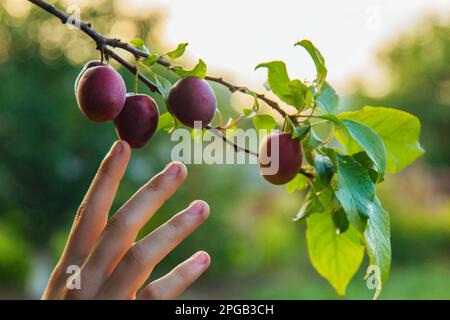Un albero pieno di prugne blu nel giardino. La mano di un uomo raccoglie le prugne blu nel giardino. Raccolto di prugne. Contadini mani con prugne appena raccolte Foto Stock