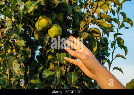 Albero pieno di cotogna verde nel giardino. La mano maschile raccoglie la cotogna nel giardino. Mani di coltivatori con la cotogna appena raccolta Foto Stock