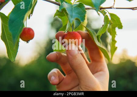 Un albero pieno di mele paradiso in giardino. La mano di un uomo raccoglie le mele del paradiso. Gli agricoltori hanno le mani con mele appena raccolte Foto Stock