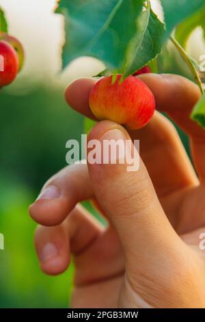 Un albero pieno di mele paradiso in giardino. La mano di un uomo raccoglie le mele del paradiso. Gli agricoltori hanno le mani con mele appena raccolte Foto Stock