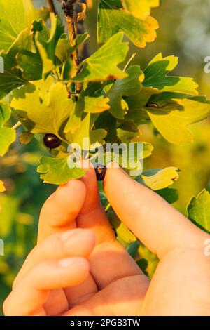 Cespuglio pieno di barberry e lamponi nel giardino. Frutti di bosco maschi a mano. Contadini mani con bacche appena raccolte Foto Stock