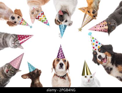 Simpatici animali domestici con cappelli da festa su sfondo bianco, collage Foto Stock