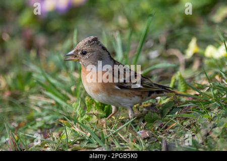 Brambling (Fringilla montifringilla) femmina foraggio, Baden-Wuerttemberg, Germania Foto Stock