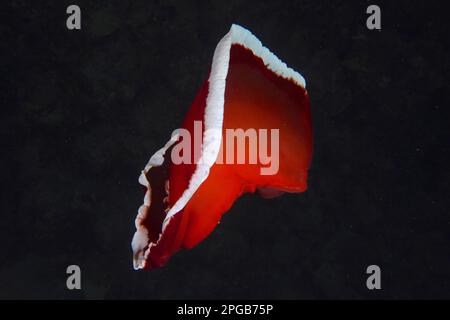 Libera nuoto ballerina spagnola (Hexabranchus sanguineus) di notte. Sito di immersione Abu Dabab, Mar Rosso, Egitto Foto Stock