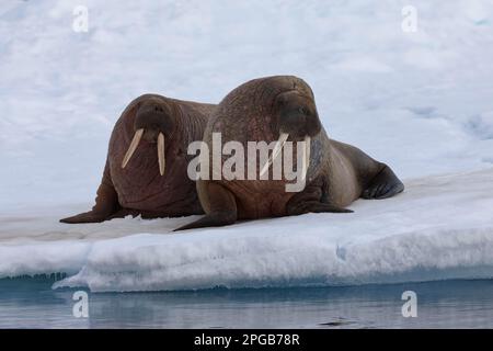 Walzes (Odobenus rosmareus), due adulti sdraiati su una gallina di ghiaccio, Sorporten, Hinlopen Strait, Spitsbergen, Arcipelago di Svalbard Foto Stock