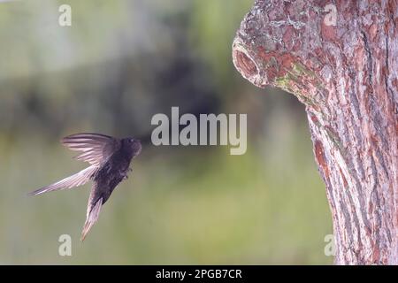 Swift comune (Apus apus), si avvicina alla grotta del picchio, Selke valle vicino Harzgerode, Harz montagne, Germania Foto Stock