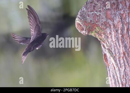 Swift comune (Apus apus), si avvicina alla grotta del picchio, Selke valle vicino Harzgerode, Harz montagne, Germania Foto Stock