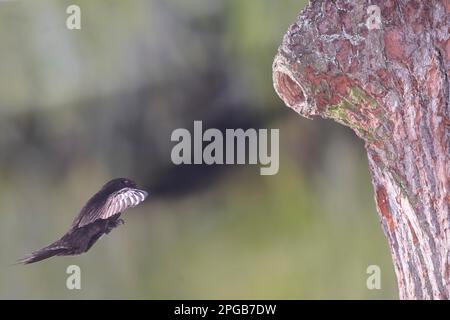 Swift comune (Apus apus), si avvicina alla grotta del picchio, Selke valle vicino Harzgerode, Harz montagne, Germania Foto Stock