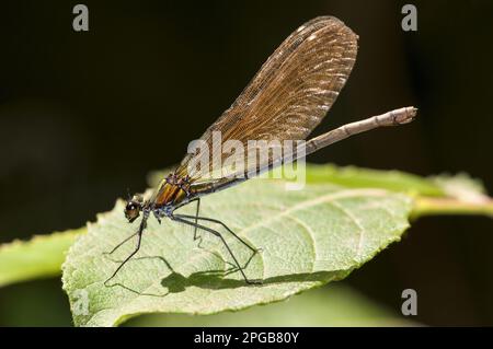 Agrion virgo, demoiselles bella (Calopteryx virgo), altri animali, insetti, libellule, animali, Bella donna adulta Demoiselle, riposante Foto Stock