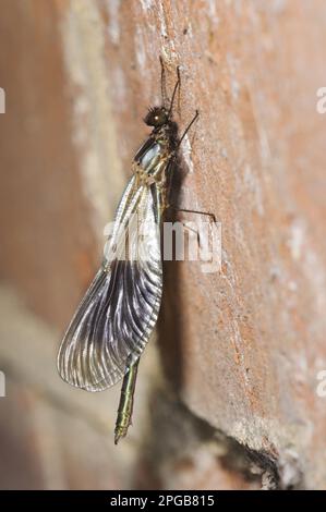 Agrion splendens, damselfie a fascia, demoiselles a fascia (Calopteryx splendens), altri animali, insetti, libellule, animali, Damselfly a fascia di recente Foto Stock