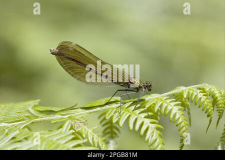 Agrion virgo, demoiselles bella (Calopteryx virgo), altri animali, insetti, libellule, animali, Bella donna adulta Demoiselle, riposante Foto Stock