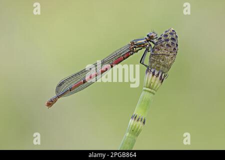 Maggiore rosso grande damselfly rossa grande (Pyrrosoma nymphula) adulto, riposante su marsh horsetail (Equisetum palustre), Leicestershire, Inghilterra, Gran Bretagna Foto Stock