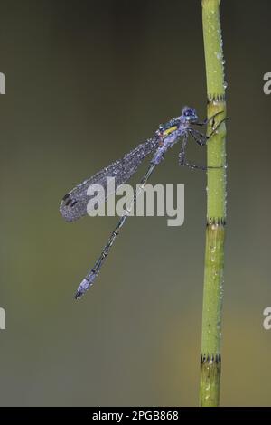 Emerald Damselfly (Lestes spugsa) maschio adulto, riposante sulla rugiada coperta Marsh Horsetail (Equisetum palustre), Leicestershire, Inghilterra, Regno Unito Foto Stock