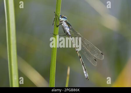 Mosca lucida, mosche lucide, altri animali, insetti, libellule, Animali, scarsi Emerald damselfly (Lestes dryas) maschio adulto, aggrappato a. Foto Stock