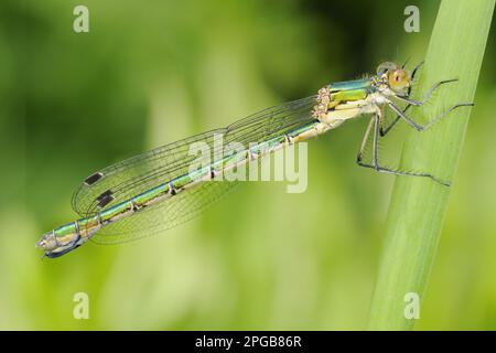 Willow smeraldo damselfly (Lestes viridis) adulto, riposante su foglia, Italia Foto Stock