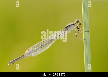 Mosche invernali comuni (Sympecma fusca), altri animali, insetti, libellule, animali, Comune inverno damselfly adulto, riposante su stelo, Italia Foto Stock