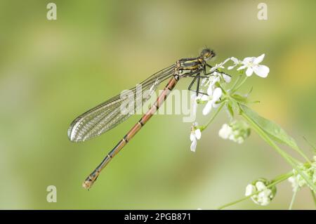 Prima damselfly (pirrosoma), prima damselfly, prime damselfie, altri animali, insetti, Libellule, animali, grande farfalla rossa Foto Stock