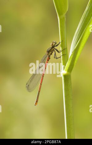 Prima damselfly (pirrosoma), prima damselfly, prime damselfie, altri animali, insetti, Libellule, animali, grande farfalla rossa Foto Stock