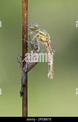 Prima damselfly (pirrosoma), prima damselfly, prime damselfie, altri animali, insetti, Libellule, animali, grande farfalla rossa Foto Stock