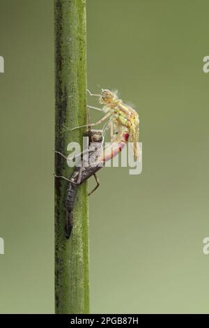 Prima damselfly (pirrosoma), prima damselfly, prime damselfie, altri animali, insetti, Libellule, animali, grande farfalla rossa Foto Stock