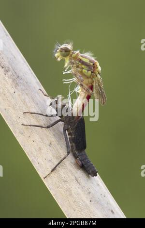 Prima damselfly (pirrosoma), prima damselfly, prime damselfie, altri animali, insetti, Libellule, animali, grande farfalla rossa Foto Stock