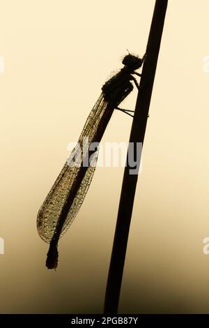 Prima damselfly (pirrosoma), prima damselfly, prime damselfie, altri animali, insetti, Libellule, animali, grande farfalla rossa Foto Stock