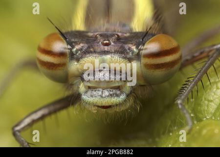 Prima damselfly (pirrosoma), prima damselfly, prime damselfie, altri animali, insetti, Libellule, animali, grande farfalla rossa Foto Stock