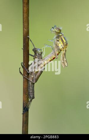 Prima damselfly (pirrosoma), prima damselfly, prime damselfie, altri animali, insetti, Libellule, animali, grande farfalla rossa Foto Stock