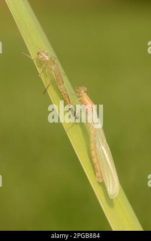 Prima damselfly (pirrosoma), prima damselfly, prime damselfie, altri animali, insetti, Libellule, animali, grande farfalla rossa Foto Stock