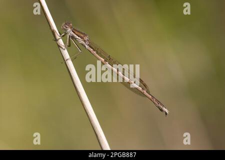 Mosche invernali comuni (Sympecma fusca), altri animali, insetti, libellule, animali, Comune inverno damselfly adulto, riposante su stelo, Austria Foto Stock