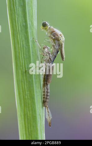 Prima damselfly (pirrosoma), prima damselfly, prime damselfie, altri animali, insetti, Libellule, animali, grande farfalla rossa Foto Stock