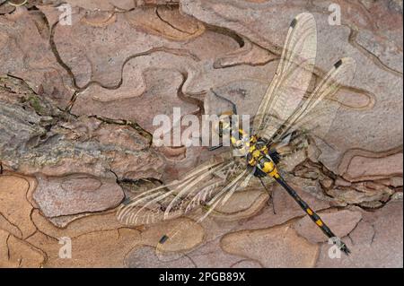 Darter (Leucorrinia dubia) di faccia bianca femmina adulta, che riposa sulla corteccia di pino, Chartley, Staffordshire, Inghilterra, Regno Unito Foto Stock