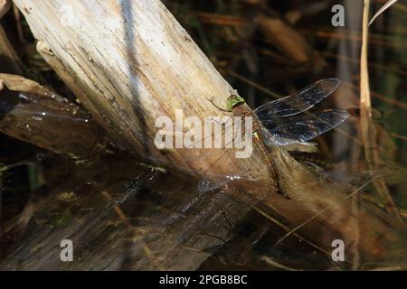 Norfolk falco dagli occhi verdi (Aeshna isoceles), femmina adulta, uova sdraiata su vegetazione sommersa, Norfolk, Inghilterra, Regno Unito Foto Stock