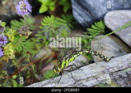 Falchi meridionali (Aeshna cyanea), nappella a mosaico blu-verde, altri animali, insetti, libellule, Animali, Southern Hawker donna adulta, posa Foto Stock