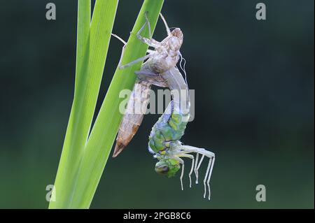 Imperatore libellula (Anax imperator) adulto, emergente da esuvia, su foglia di bandiera gialla (Iris pseudacorus) al bordo del laghetto giardino, Bentley, Suffolk Foto Stock