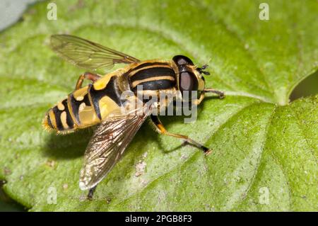 Dangling Sunlover (Helophilus pendulus), palude comune Hoverfly, palude comune Hoverflies, Hoverfly, Hoverflies, Animali altri, insetti, animali Foto Stock