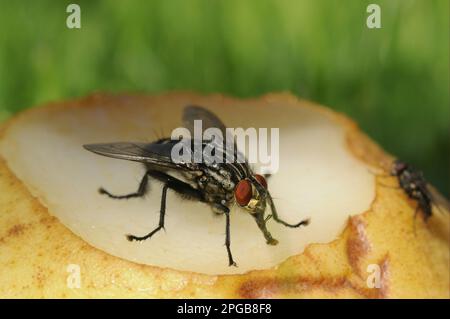 Mosca di carne grigia, mosche di carne grigia (Sarcophaga carnaria), altri animali, insetti, animali, mosca di carne adulto, Nutrirsi di frutta marcio, Oxfordshire Foto Stock