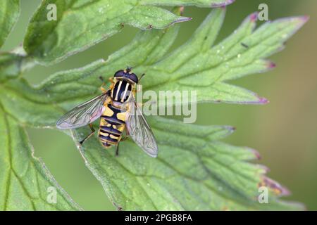 Dangling Sunlover (Helophilus pendulus), palude comune Hoverfly, palude comune Hoverflies, Hoverfly, Hoverflies, Animali altri, insetti, animali Foto Stock