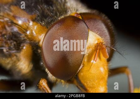 Sorvolo di foresta a fasce, sorvolo di bumblebee gialli, sorvolo di foresta a fasce (Syrphidae), sorvolo di bumblebee gialli, altri animali Foto Stock