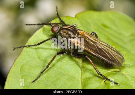 Empis tessellatav (Empis tessellata) Empididae, altri animali, insetti, animali, Dance Fly adulti, Riposati sulla riserva naturale Crossness, Bexley, Kent Foto Stock