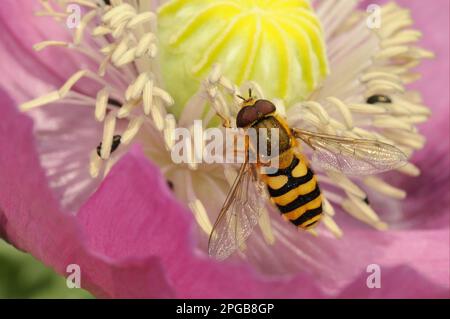 Volo di grandi dimensioni, volo di grandi dimensioni da giardino, volo di grandi dimensioni da giardino (Syrphus riassei), volo di grandi dimensioni da giardino, altri animali, insetti, animali, Banded comune Foto Stock