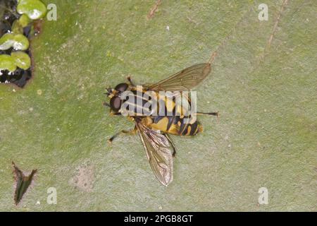 Dangling Sunlover (Helophilus pendulus), palude comune Hoverfly, palude comune Hoverflies, Hoverfly, Hoverflies, Animali altri, insetti, animali Foto Stock