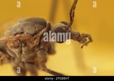 Cranefly (Tipula paludosa) adulto, primo piano della testa, Leicestershire, Inghilterra, Regno Unito Foto Stock