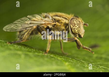 Mosca punteggiata con occhi neri (Syrphidae), fango, mosca punteggiata con occhi neri, fango, altri animali, insetti, animali, Volo a volo di lepre E. Foto Stock