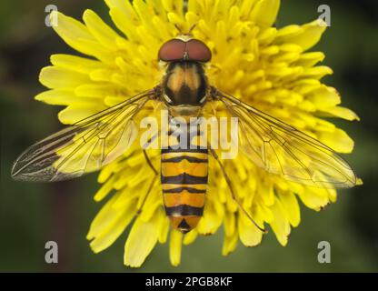 Marmellata di mosca (Episyrphus balteatus) adulto, nutrimento su fiore, Suffolk, Inghilterra, Regno Unito Foto Stock